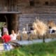 Korndrescher im Markus Wasmeier Freilichtmuseum